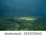 Florida gar in clear spring 