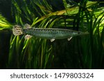  The Florida gar (Lepisosteus platyrhincus).