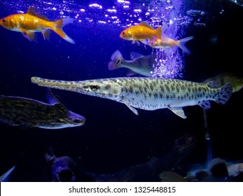 Florida Gar Predator Fish In The Aquarium