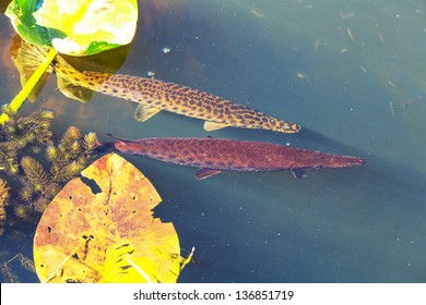 Florida Gar Underwater