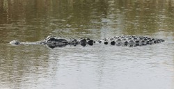 Florida Gator Floating On The Water With His Tail Resting On The Bottom Of The Swamp.