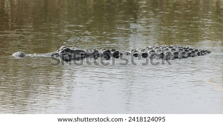 Florida Gator floating on the water with his tail resting on the bottom of the swamp.