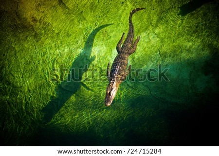 Florida gators swimming crocodile alligator