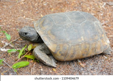 Gopher Tortoise Florida Images Stock Photos Vectors Shutterstock