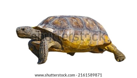 Florida gopher tortoise - Gopherus polyphemus - walking on isolated white background