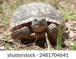 Florida Gopher Tortoise Walking Along the Path