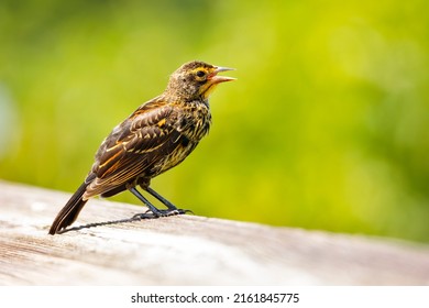 Florida Grasshopper Sparrow Keeping Eye On Its Nest Close By