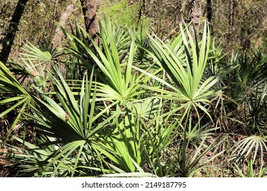 Florida Green Saw Palmetto Plants 