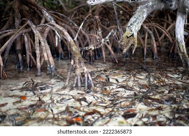 Florida Keys Mangrove Root Legs