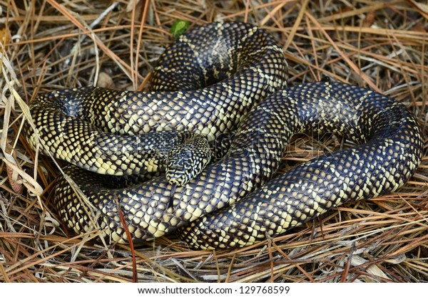 Florida Kingsnake Lampropeltis Getula Floridana Stock Photo (Edit Now ...