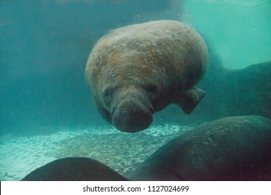 Florida Manatee Called West Indian Manatee Stock Photo 1127024699 ...