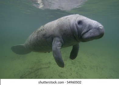 Florida Manatee In Crystal River