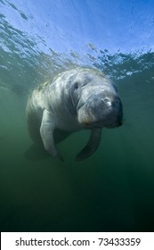 Florida Manatee In Crystal River Sanctuary