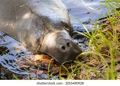 Florida Manatee Eating Some Grass From The Shoreline