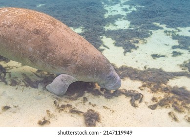 Florida Manatee Swimming Over Sand And Sea Grass In Clear River Water