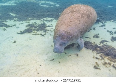Florida Manatee Swimming Over Sand And Sea Grass In Clear River Water