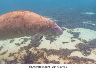 Florida Manatee Swimming Over Sand And Sea Grass In Clear River Water