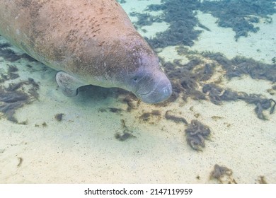 Florida Manatee Swimming Over Sand And Sea Grass In Clear River Water