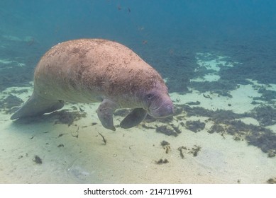 Florida Manatee Swimming Over Sand And Sea Grass In Clear River Water