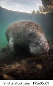 A Florida Manatee (Trichechus Manatees Latirostris) Feeds On Algae On The Bottom Of A Freshwater Spring In Crystal River, Florida.