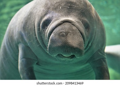 Florida Manatee Underwater, Face Close Up