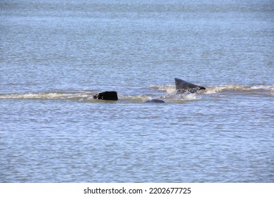 Florida Manatees Mating In Merrett Island, Florida 