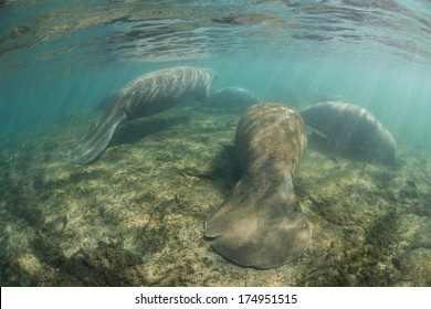 Florida Manatees (Trichechus Manatus Latirostris) Aggregate Near A Freshwater Spring In Florida. This Species Is Endangered And Is Of Great Conservation Concern To The Government And The Public.