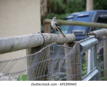 Florida Mockingbird