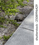 Florida nature and wildife tortoise