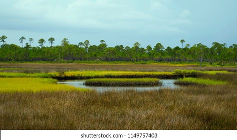 Florida Panhandle salt marsh with forest in background