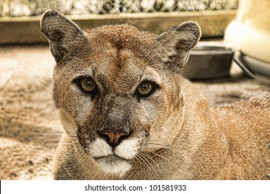 Florida Panther