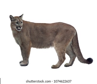 Florida Panther Or Cougar Isolated On White Background