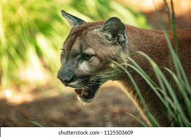 Florida Panther Is On The Prwol