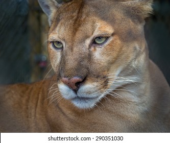 Florida Panther Profile