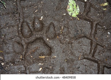 Florida Panther Track In The Florida Everglades, Fakahatchee Strand State Preserve