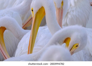 Florida, pelicans. USA, North America, Florida