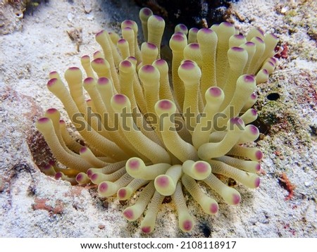Florida Pink-Tipped Anemone (Condylactis gigantea) on Islamorada reef, Florida Keys