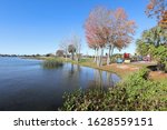 Florida red maple trees at Lake Dora in Wooten Park, Tavares, Florida.  Tavares is part of the Golden Triangle which includes Mount Dora and Eustes known for it