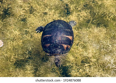 The Florida Red-bellied Cooter Or Florida Redbelly Turtle Is A Species Of Turtle In The Family Emydidae.