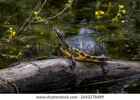 A Florida redbelly turtle basks in the warm sun.
