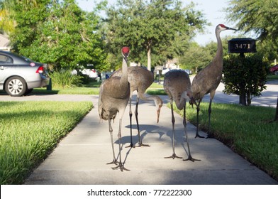 Florida Sandhill Crane On Road