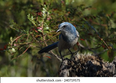 Florida Scrub Jay