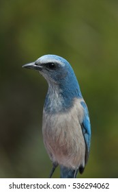 Florida Scrub Jay