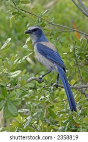 Florida Scrub Jay In Habitat