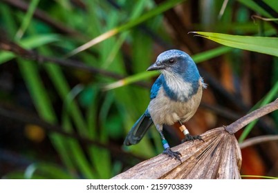Florida Scrub Jay perched on a brown palm frond