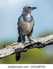 A Florida Scrub-jay Perched On A Dead Tree Limb. 