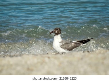 Florida Sea Bird On The Beach