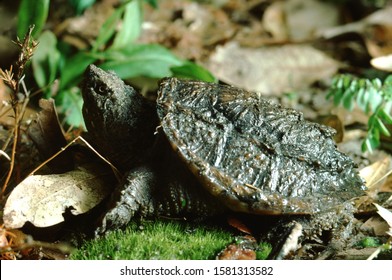 Florida Snapping Turtle Chelydra Serpentina Osceola Stock Photo ...