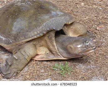 104 Florida snapping turtle Images, Stock Photos & Vectors | Shutterstock