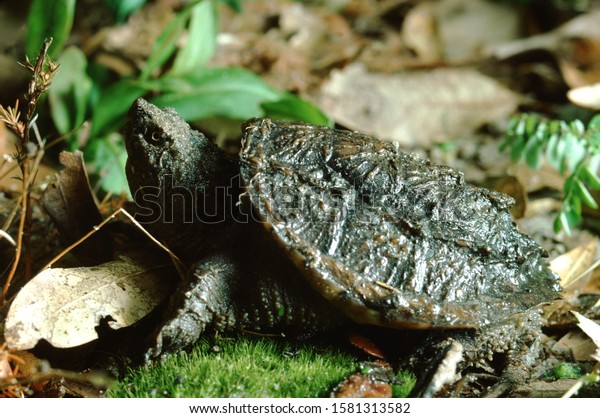 Florida Snapping Turtle Chelydra Serpentina Osceola Stock Photo ...